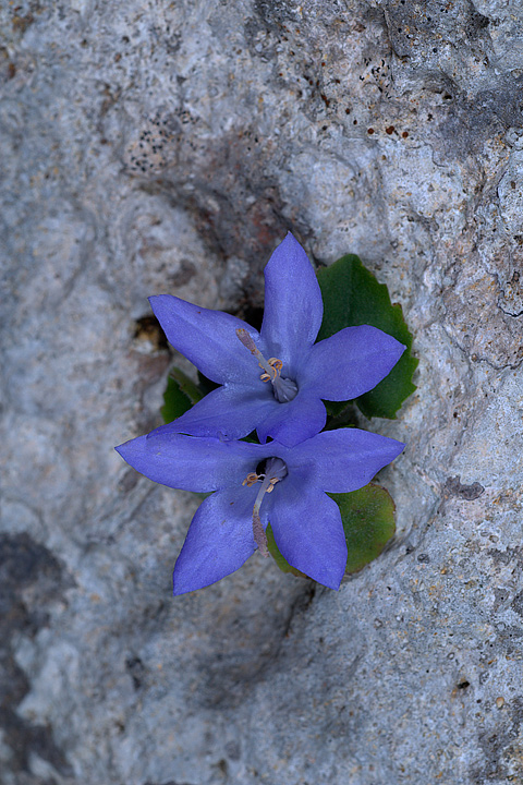 Campanula isophylla e C. fragilis subsp. cavolinii